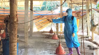 Dịch bệnh trên đàn vật nuôi trong nước diễn biến phức tạp, Lào Cai tăng cường phòng, chống