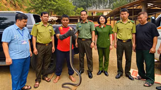 Lào Cai: Tiếp nhận 16 cá thể động vật hoang dã quý hiếm do người dân giao nộp