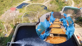Sáp nhập Lào Cai - Yên Bái, một nông dân đưa 4 trại cá nước lạnh về chung một nhà, thêm cơ hội làm giàu