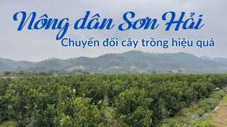 Nông dân Sơn Hải chuyển đổi cây trồng hiệu quả