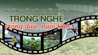 Hướng tới giá trị bền vững trong nghề trồng dâu, nuôi tằm