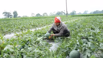 Thu “trái ngọt” từ cần cù lao động