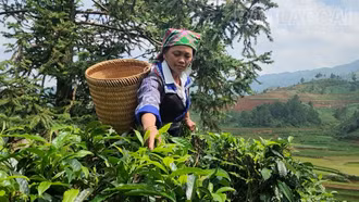 Púng Luông giữ vững thương hiệu chè Shan tuyết