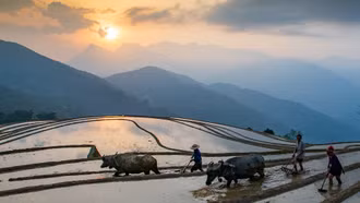 Ruộng bậc thang Mường Bo mùa nước đổ