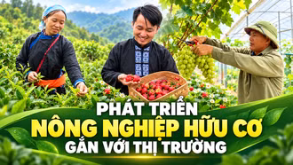 Phát triển nông nghiệp hữu cơ gắn với thị trường