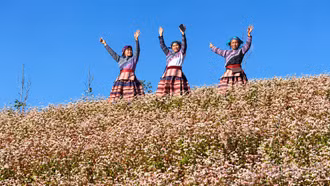Lùng Phình mùa hoa tam giác mạch