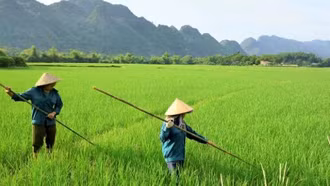 Đổi mới toàn diện, nâng cao chất lượng đào tạo nghề cho lao động nông thôn