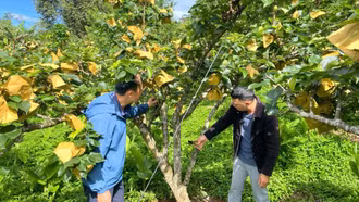 Xã Lùng Phình bảo vệ 326 ha cây ăn quả ôn đới trước thiên tai 