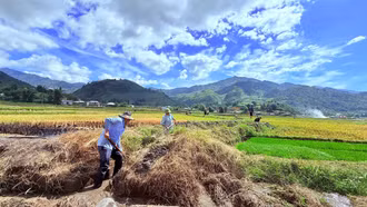 Nông dân xã Tú Lệ hối hả nối nhịp mùa vàng