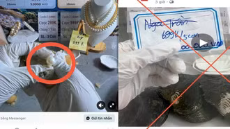 Chiêu trò livestream 'mở ngọc trai': Hứa lãi tiền tỷ, coi chừng sập bẫy mất trắng