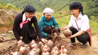 Nhiều mô hình kinh tế góp phần giảm nghèo ở xã Trịnh Tường