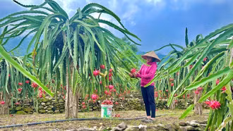 Lễ hội “Hoa trái bốn mùa - Trải nghiệm và kết nối” năm 2026 phường Trung Tâm sẽ diễn ra ngày 21/6/2026