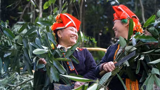Người Dao đỏ rộn ràng vào mùa thu hoạch quế