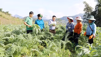 Nhộn nhịp mùa thu hoạch lá atiso Sa Pa