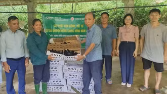 Hỗ trợ giống và vật tư cho mô hình chăn nuôi gà đạt chuẩn VietGAHP