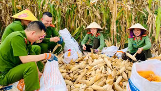 Tuổi trẻ Công an xã Bảo Thắng: Giúp dân thu hoạch mùa vàng