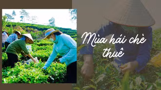 Mùa hái chè thuê