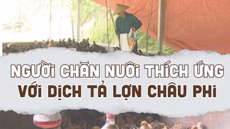Người chăn nuôi thích ứng với dịch tả lợn châu Phi