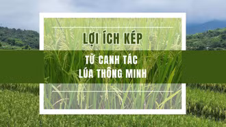 Lợi ích kép từ canh tác lúa thông minh