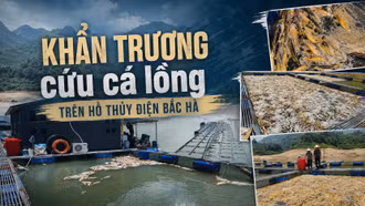 Khẩn trương cứu cá lồng trên hồ thủy điện Bắc Hà