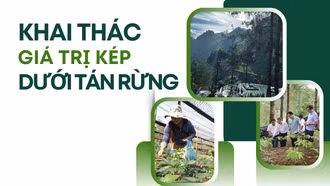 Khai thác giá trị kép dưới tán rừng