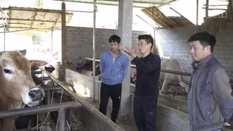 Nậm Có chủ động bảo vệ đàn gia súc 