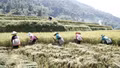 Mùa vàng và bài toán nâng giá trị hạt lúa