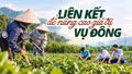 Liên kết để nâng giá trị vụ đông