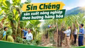 Sín Chéng sản xuất nông nghiệp theo hướng hàng hóa