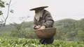 Lào Cai có 37 mã số vùng trồng, hơn 1.100 ha