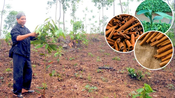 Tiếp tục khẳng định là cây trồng chủ lực của Xuân Hòa