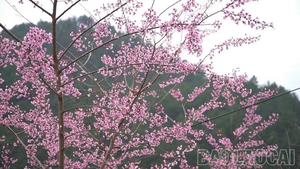 Xã Mù Cang Chải chuẩn bị cho lễ hội hoa Tớ Dày và Festival khèn Mông