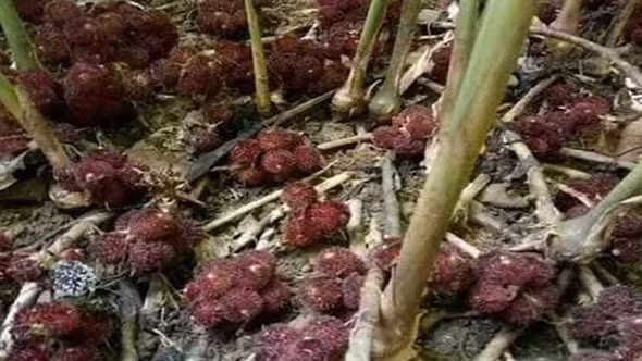Những loại cây trồng quen thuộc dễ trở thành nơi trú ngụ của loài rắn