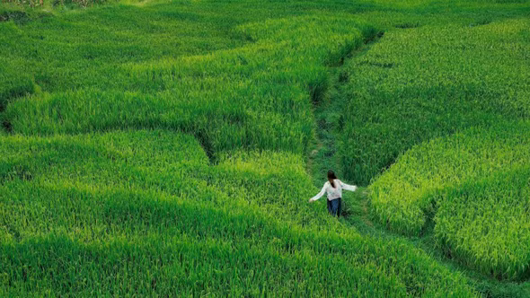 Cảnh đồng lúa xanh bất tận ở 'ngôi làng đẹp nhất châu Á' tại Việt Nam