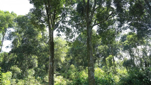 "Cây vàng xanh" giúp nông dân Lào Cai làm giàu bền vững