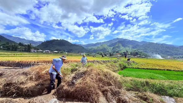 Nông dân xã Tú Lệ hối hả nối nhịp mùa vàng