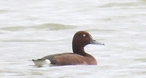 Lần đầu phát hiện 4 loài chim lạ, quý hiếm ở Vườn quốc gia Phong Nha - Kẻ Bàng