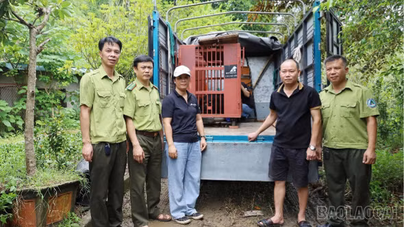 Tiếp nhận cá thể gấu ngựa do người dân tự nguyện giao nộp