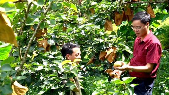 Lùng Phình giảm nghèo nhờ phát triển cây ăn quả ôn đới