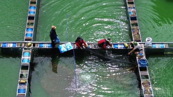 Nuôi cá tầm trên hồ nhân tạo cao nhất Việt Nam