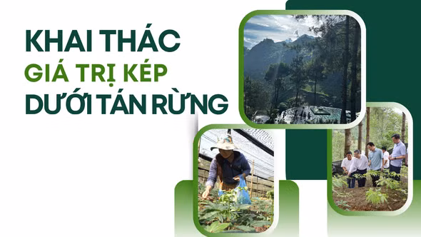Khai thác giá trị kép dưới tán rừng