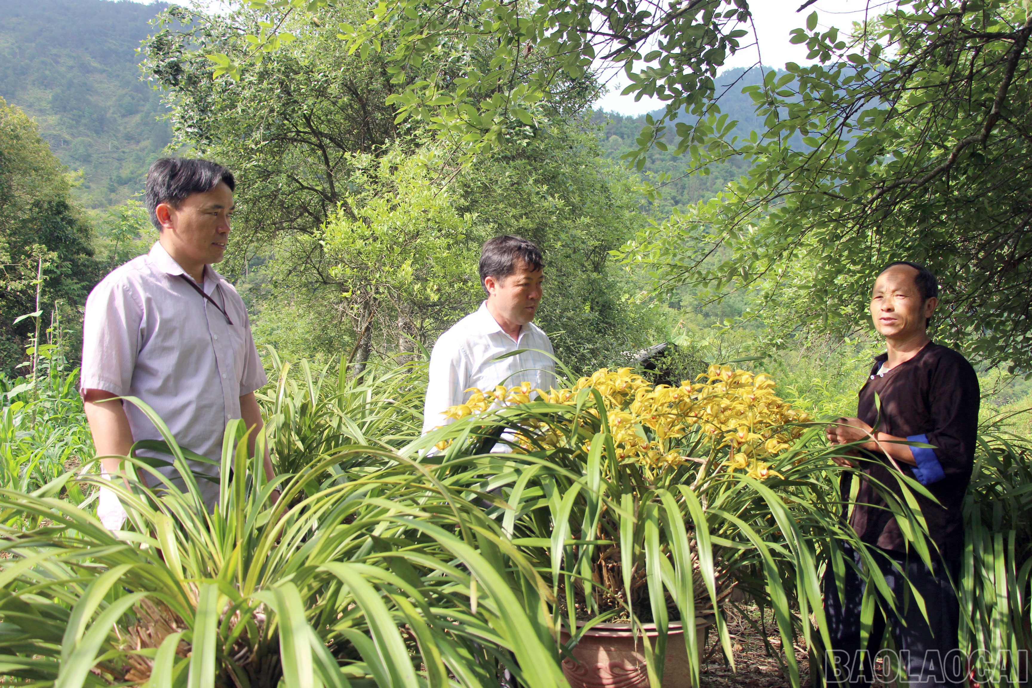 Mô hình trồng hoa địa lan tại thôn Dào Xa. baolaocai-br_mcc9.jpg