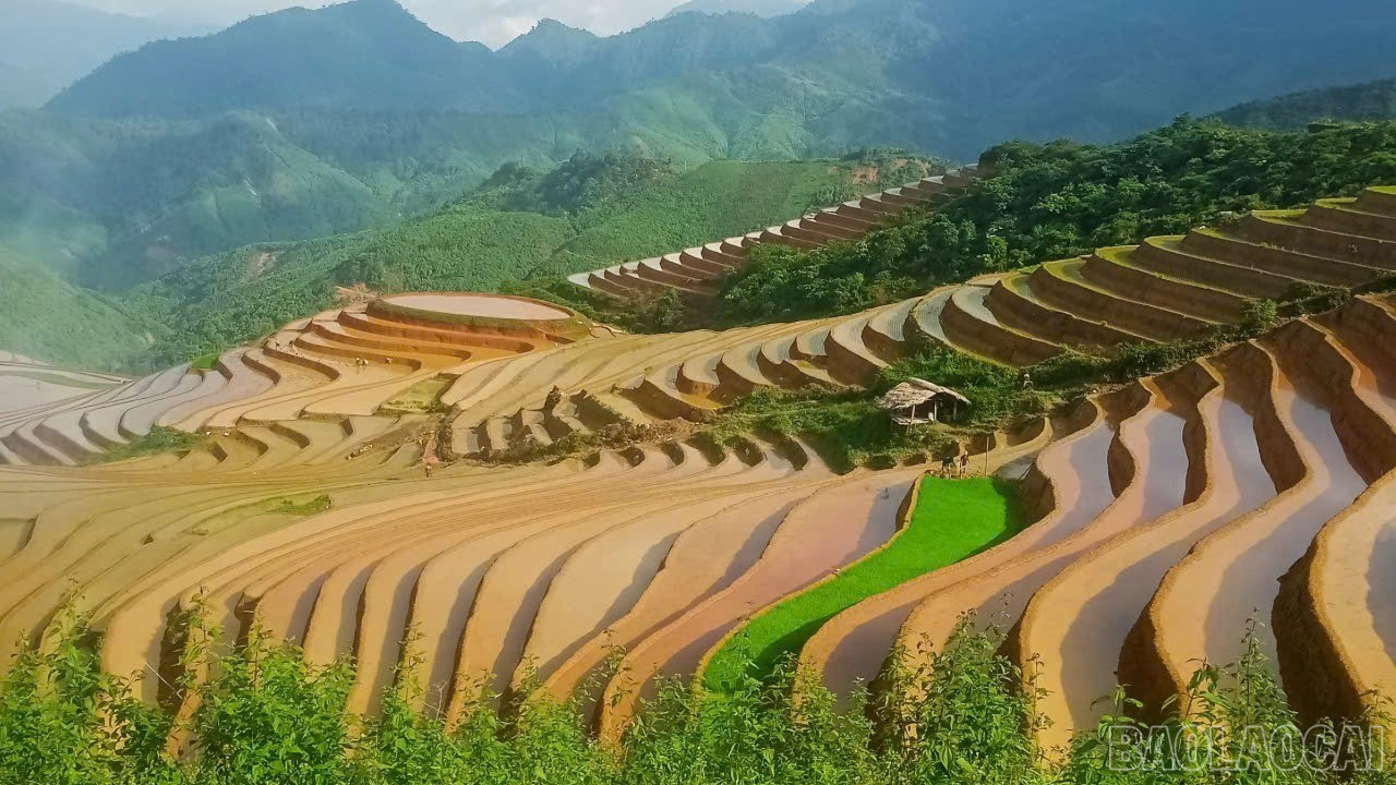 Khe Tau វាលស្រែរាបស្មើនៅរដូវទឹកជំនន់។ baolaocai-br_ruong-bac-thang-8932.jpg