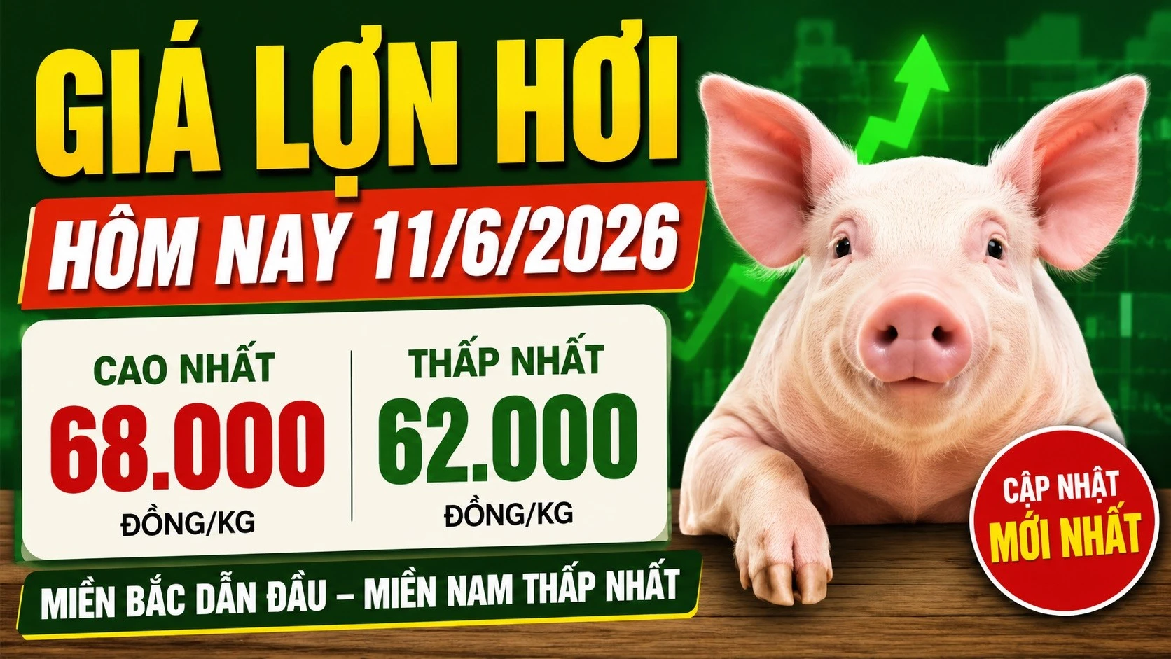 gia-heo-hoi-hom-nay-11-6-2026-5935.jpg