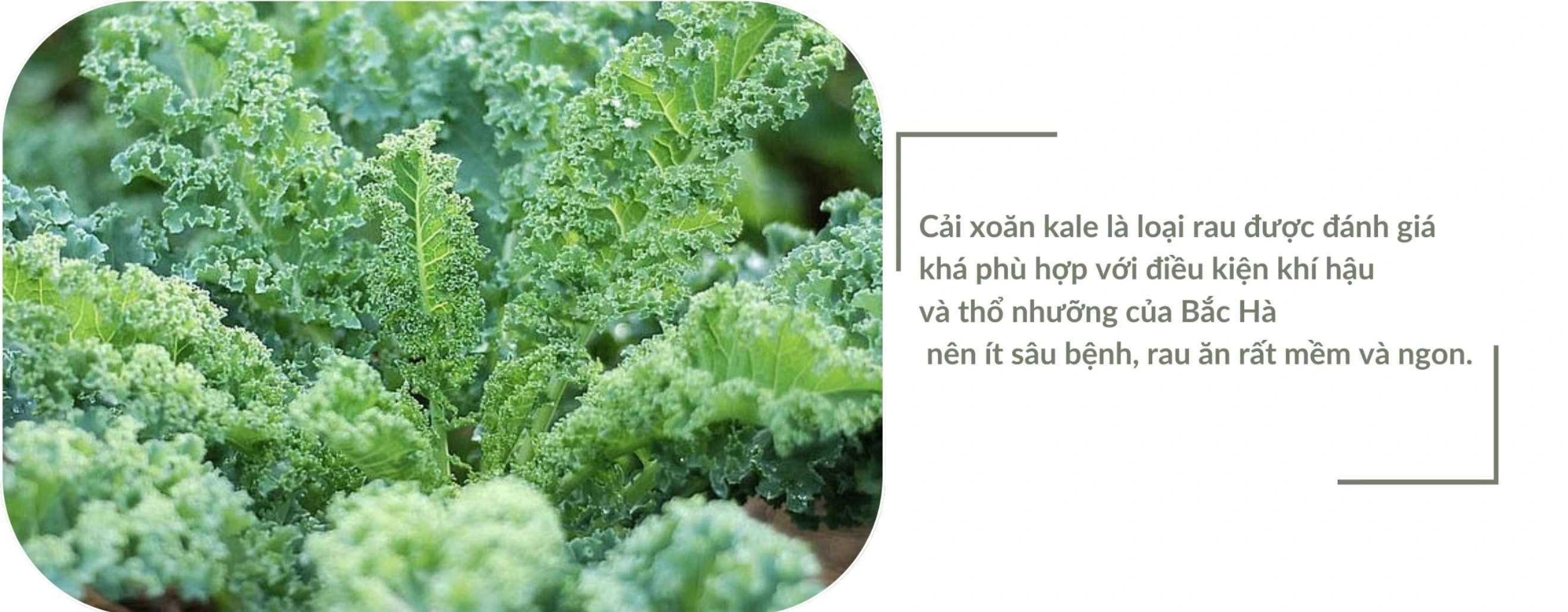 KALE FARM (1).jpg