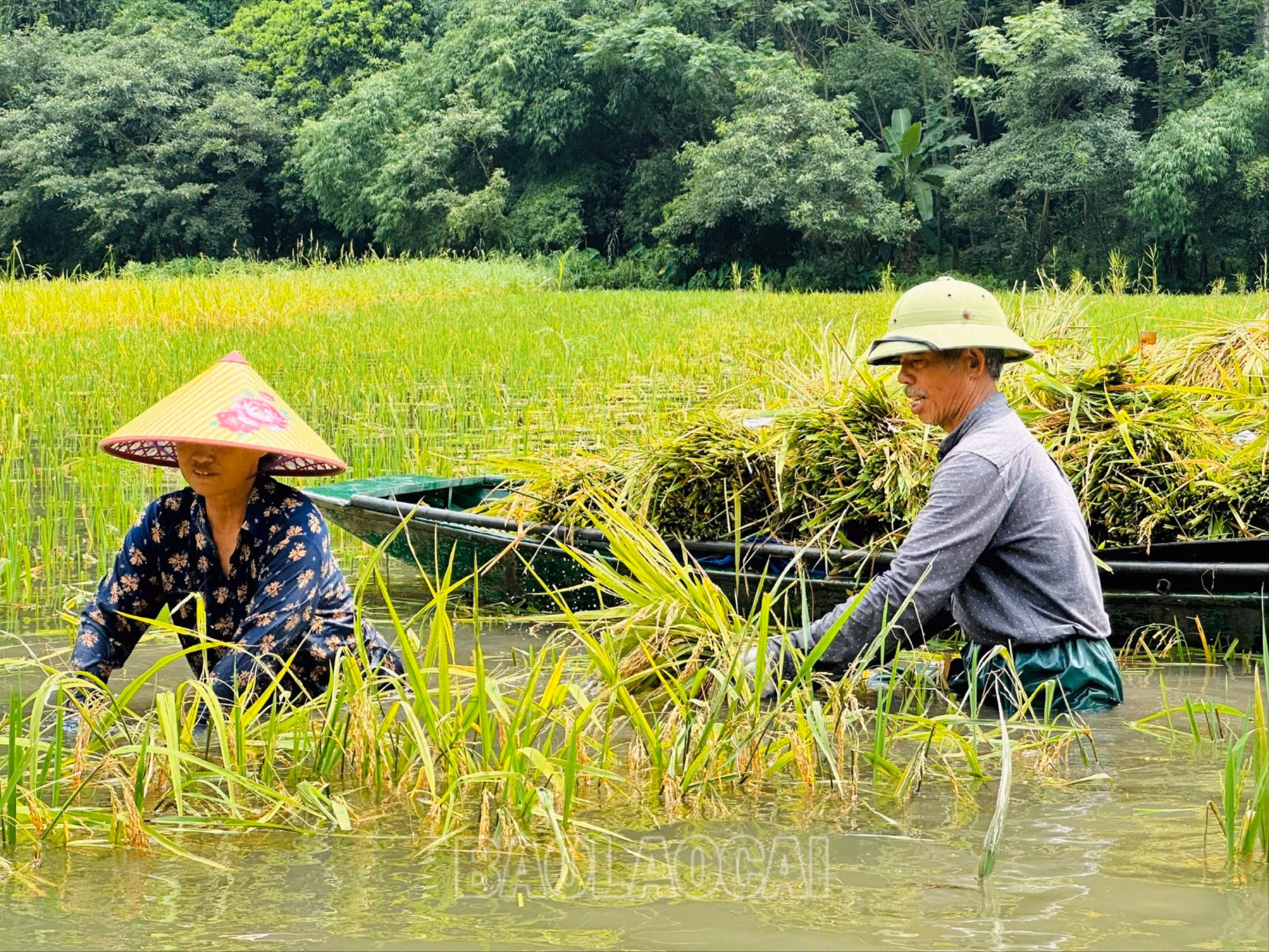 Bác chèo thuyền vừa đều chân điều khiển hai mái chèo vừa giới thiệu cho chúng tôi biết về cách người dân xã Ninh Hải nơi đây canh tác lúa trên sông Ngô Đồng. Bác chèo thuyền cho hay, để cấy được lúa ở dòng sông nước ngập cao như vậy, trước khi cấy phải tháo và xả cạn bớt nước sông đi, sau đó mới dâng nước cao dần theo sự sinh trưởng của cây lúa… Ghé vào một khoảnh ruộng có chiếc thuyền chất đầy những bó lúa, chúng tôi gặp hai bác nông dân đang ngâm mình trong nước, nhanh tay cắt những bông lúa chín, bó lại để lên thuyền. Trò chuyện với hai bác, chúng tôi được biết: Năm nay thời tiết thuận nên lúa cũng được mùa. Gia đình bác cũng như nhiều gia đình ở đây thường cấy giống lúa Tạp giao, thân cao, mỗi sào mỗi vụ cũng thu được ngót 2 tạ thóc.