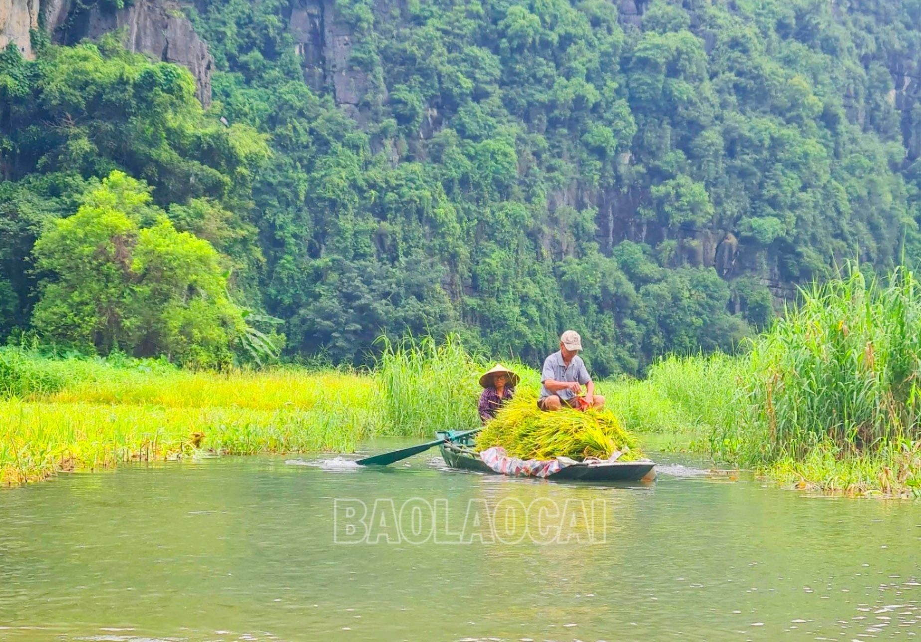 Điều đặc biệt, sau khi gặt lúa, họ vẫn để lại thân gốc lúa để canh tác thêm vụ lúa thứ hai, với mong muốn dọc dòng sông Ngô Đồng luôn có vẻ đẹp của sắc màu lúa xanh, lúa vàng…