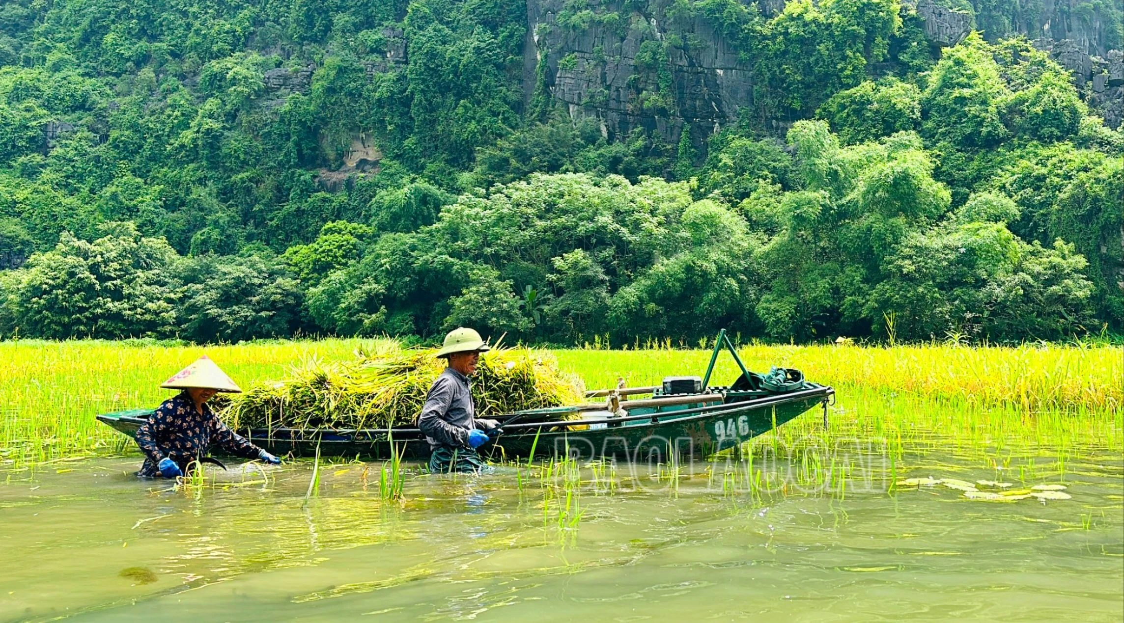 Theo người dân ở đây cho biết: Những thửa ruộng nào chính quyền địa phương “cắm cờ” thì họ mới được gặt, còn không thì phải để lại cho du khách chiêm ngưỡng và chụp ảnh cùng mùa vàng Tam Cốc.