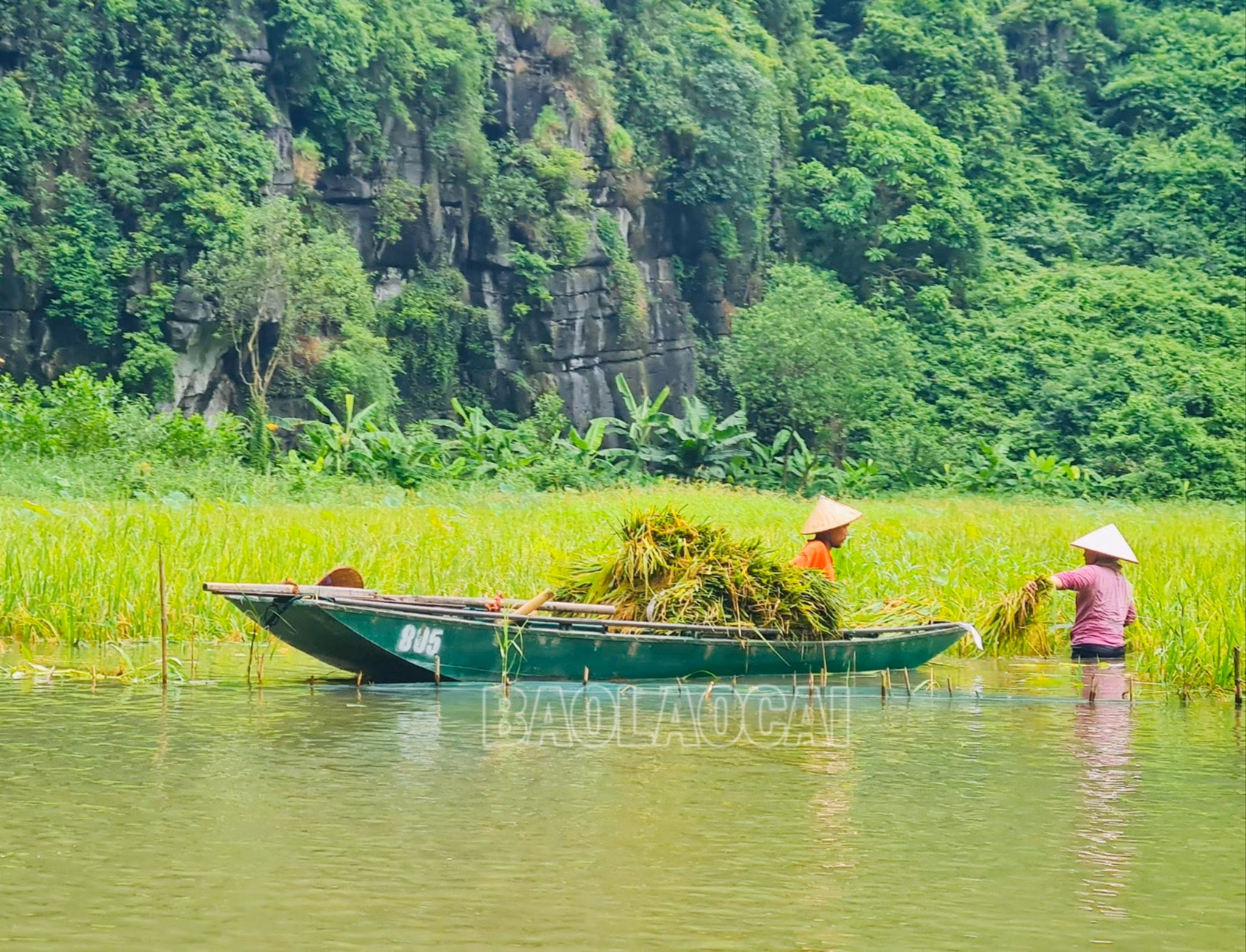 Vì vẫn trong dịp đón khách du lịch nên hôm chúng tôi đến cũng mới chỉ lác đác một số hộ gia đình gặt tỉa trên những cánh đồng dọc sông khi thuyền ngang qua.