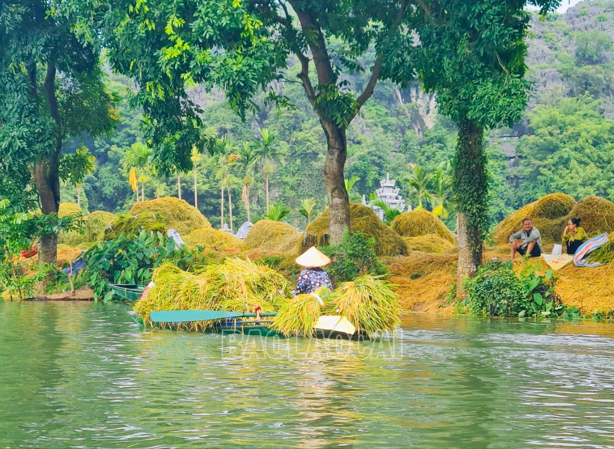 Cánh đồng lúa Tam Cốc như tấm thảm vàng óng mênh mông uốn lượn theo dòng sông Ngô Đồng nằm trong thung lũng bao quanh bởi các núi đá vôi trùng điệp. Mùa gặt, người dân cố đô phải chèo thuyền đến ruộng, ngâm mình dưới nước cắt từng bông lúa, bó lại cho lên thuyền, chở về để tuốt và phơi.